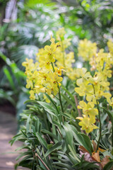 Yellow orchids dendrobium flower field blurred green garden background