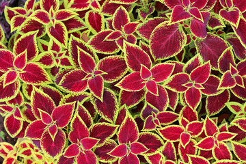 Plectranthus scutellarioides red green yellow leaf plant or coleus  painted nettle growing top view...