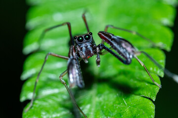 Ant-mimicking jumping spiders perched on fresh green leaves