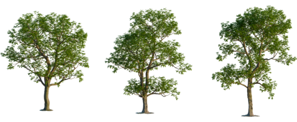 Carya illinoinensis tree, front view, cutout, transparent background, isolate, Majestic tree with lush green leaves against a stark black backdrop