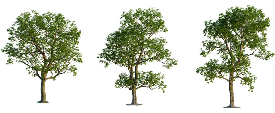 Carya illinoinensis tree, front view, cutout, transparent background, isolate, Majestic tree with lush green leaves against a stark black backdrop