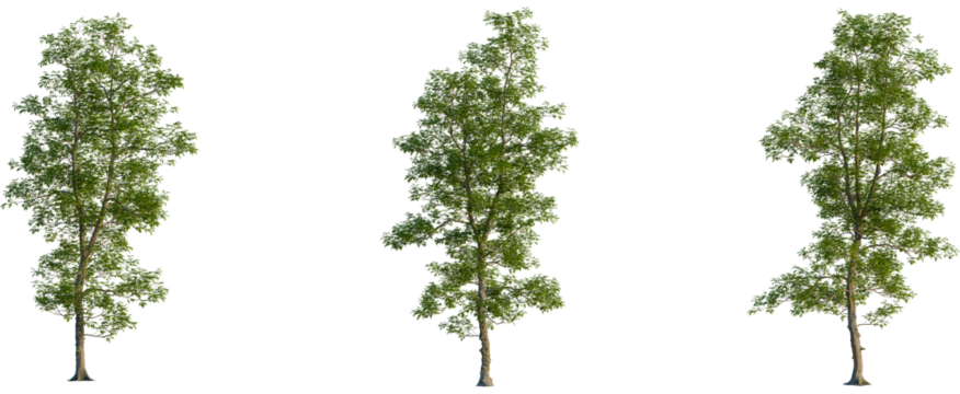 Carya ovata tree, front view, cutout, transparent background, isolate, Vibrant green tree with delicate leaves against a solid black backdrop