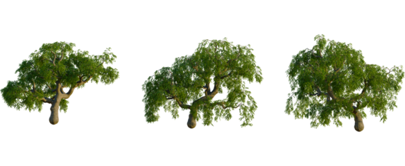 Sophora japonica tree, front view, cutout, transparent background, isolate, Lush green deciduous tree isolated on black background for easy compositing