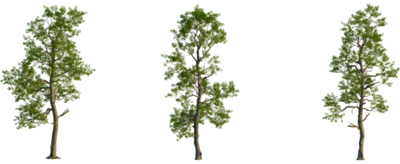 Sassafras albidum tree, front view, cutout, transparent background, isolate, Vibrant green deciduous tree isolated on deep black background for design