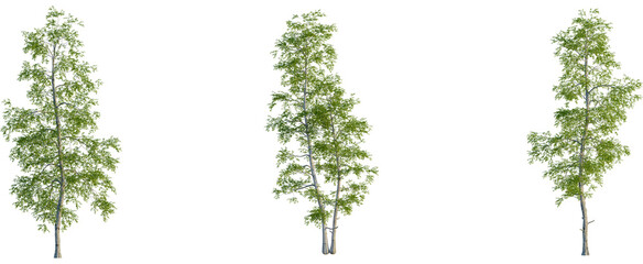 Betula populifolia tree, front view, cutout, transparent background, isolate, Elegant birch tree with vibrant green leaves against a stark black backdrop