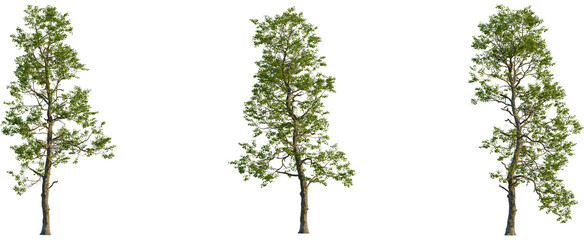 Populus cathayana tree, front view, cutout, transparent background, isolate, Majestic tree with vibrant green leaves isolated against a dark background