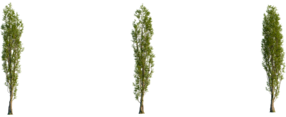 Populus nigra tree, front view, cutout, transparent background, isolate, Stunning tall narrow tree with vibrant green leaves against black backdrop