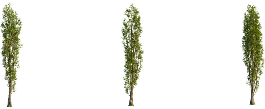 Populus nigra tree, front view, cutout, transparent background, isolate, Stunning tall narrow tree with vibrant green leaves against black backdrop