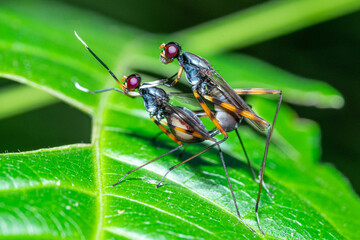 A pair of long-legged flies are mating on a fresh green leaf