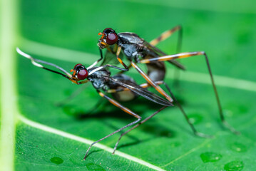 A pair of long-legged flies are mating on a fresh green leaf