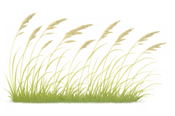 Grass reeds and dry plant moving in the wind, a nature illustration with a transparent background