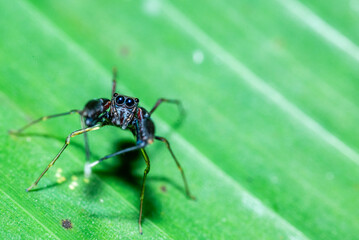 Ant-mimicking jumping spiders perched on fresh green leaves