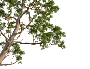Eucalyptus citriodora tree, corner view, cutout, transparent background, isolate, Stunning white bark eucalyptus tree branches with vibrant green leaves isolated