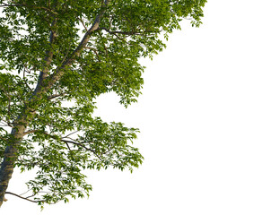 Carya ovata tree, corner view, cutout, transparent background, isolate, Vibrant green tree canopy edge isolated against deep black background space