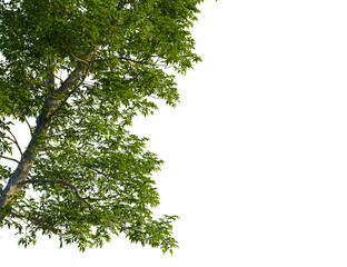 Obraz premium Carya ovata tree, corner view, cutout, transparent background, isolate, Lush vibrant green tree canopy edge against dramatic black background