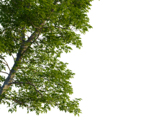 Carya ovata tree, corner view, cutout, transparent background, isolate, Lush vibrant green tree canopy edge against dramatic black background