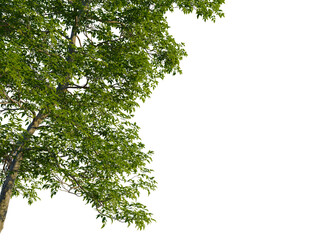 Fototapeta premium Carya ovata tree, corner view, cutout, transparent background, isolate, Vibrant green tree foliage overlay with transparent background space
