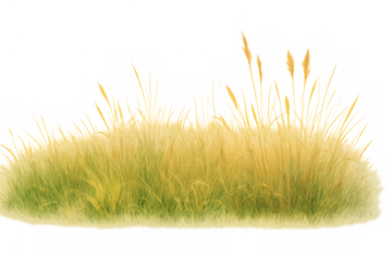 Wild grass tuft growing with seed heads, fresh green and yellow blades, isolated on a transparent background