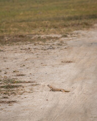 Spiny tailed lizard or Uromastyx out in open near forest trail in winter season sunlight in safari at tal chhapar blackbuck sanctuary rajasthan india