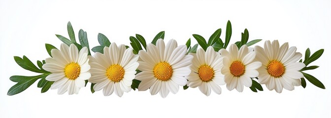 Row of six white daisy flowers with yellow centers and green leaves on a white background, conveying freshness and natural beauty