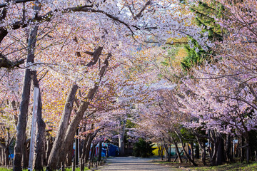 Fototapeta premium 北海道神宮の桜 