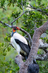 King Vulture