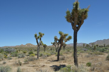 Desert Landscape With Joshua Trees Under a Clear Blue Sky During a Sunny Day