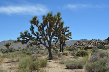Captivating Landscape of Joshua Trees Under a Bright Blue Sky in a Desert Setting