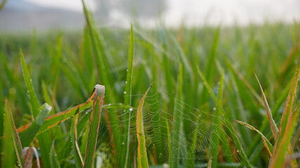 green grass in the morning