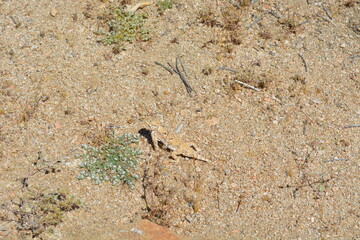 Lizard Camouflaged in Sandy Desert Landscape Near Shrubs Under Bright Sunlight