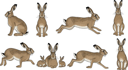 Set of diverse wild animals including raccoon fox panda koala monkey bear and woodland creatures in detailed cartoon vector illustration © Abdul