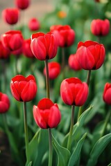Obraz premium Vibrant red tulips blooming in a garden with lush green leaves and stems, capturing the freshness and beauty of springtime nature