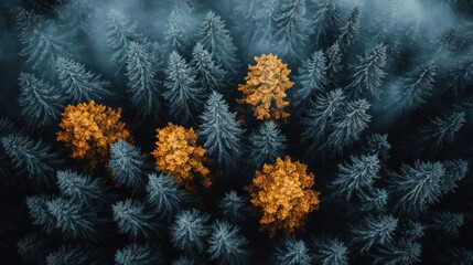 High-angle view of a misty forest.  Clusters of golden trees amidst darker pines