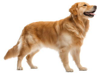 Side view of a standing Golden Retriever, beaming with joy | transparent png