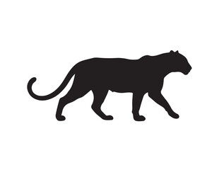 Golden Leopard in silhouette white background.side view..