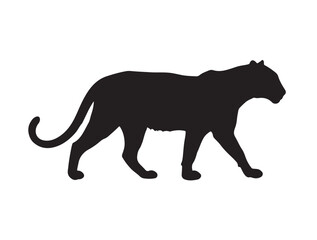 Group image of Chihuahua dog in standing style white background.