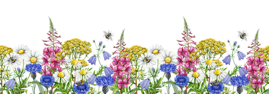 Meadow wildflowers seamless border vintage style watercolor illustration. Hand drawn chamomile, bluebell, cornflower, fireweed blooming summer meadow flowers elegant decoration on white background