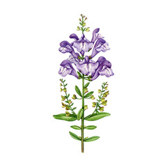 Skullcap herb vintage style botanical watercolor illustration. Hand drawn medicinal organic plant with violet flowers and leaves. Skullcap herbal medicine ingredient isolated on white background. © anitapol