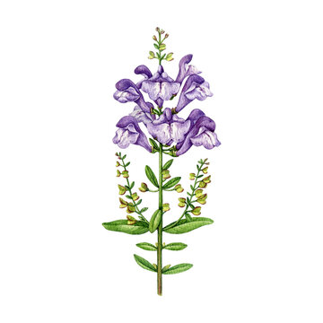 Skullcap herb vintage style botanical watercolor illustration. Hand drawn medicinal organic plant with violet flowers and leaves. Skullcap herbal medicine ingredient isolated on white background.