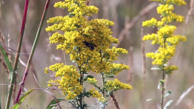 A wasp pollinates a tall Goldenrod on a midwestern prairie in autumn