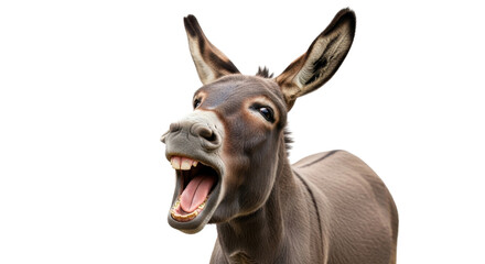Funny donkey portrait braying loudly with wide open mouth isolated PNG with Transparent Background