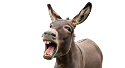 Funny donkey portrait braying loudly with wide open mouth isolated PNG with Transparent Background