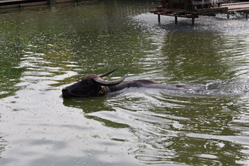 Fototapeta premium Large water buffalo calmly swims through murky green pond water. Its dark body and powerful horns move gracefully, creating ripples across peaceful surface. animal appears content, enjoying