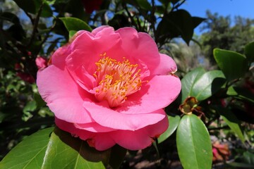 Beautiful pink camellia flower on blue sky background in Florida nature