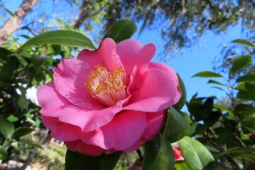 Beautiful pink camellia flower on blue sky background in Florida nature
