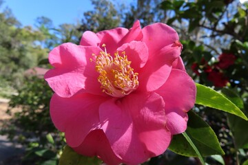 Beautiful pink camellia flower on blue sky background in Florida nature