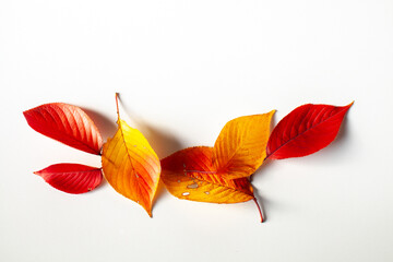 紅葉した桜の葉