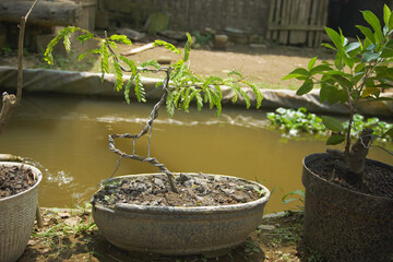 Young Tamarind Bonsai Tree Wired for Training in Concrete Pot with Garden Background