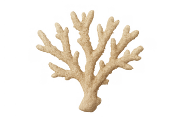 Beige coral branch showing marine organism details for underwater life and ocean ecosystems