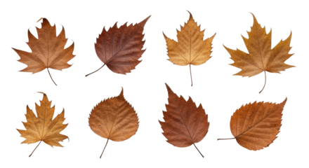 A collection of autumn leaves on a png transparent